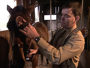 Image: Workhorse to Dreamhorse