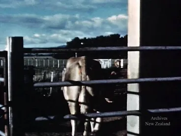 Image: Moving an electric fence