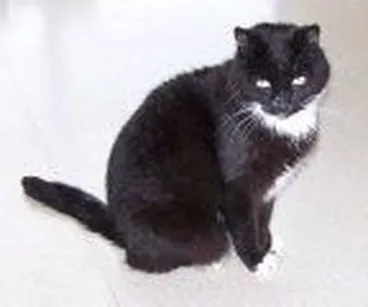 Image: Horowhenua SPCA