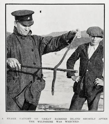 Image: A snake caught on Great Barrier Island shortly after the Wiltshire was wrecked