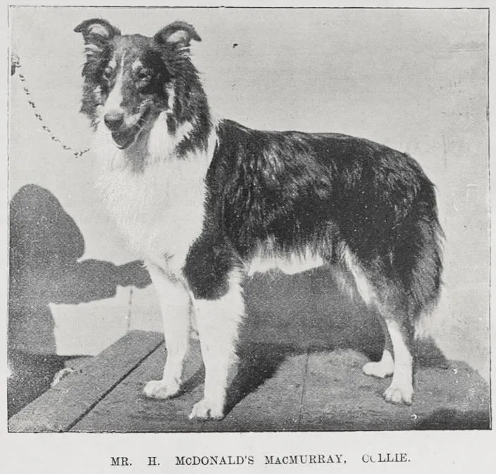 Some of the leading prize winners at the Auckland Kennel Club's Annual Show, August 2nd and 3rd, 1901