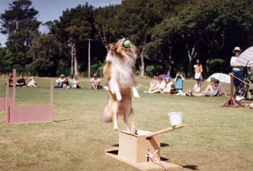 Image: Animal Rescue Society; Moggy Dog show; doggy antics