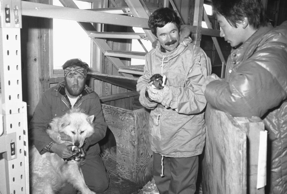 Husky puppies and their mother