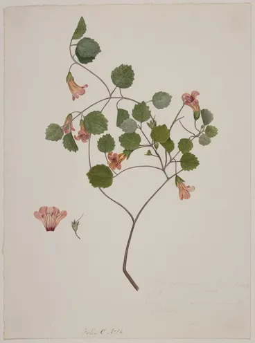 Image: King, Martha 1803?-1897 :[Rhabdothamnus solandri or New Zealand gloxinia] Folio C No. 16 [1842]