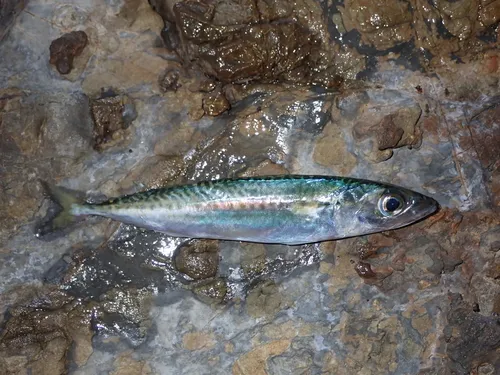 Blue Mackerel