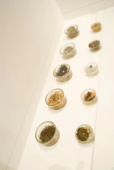 Image: Nests under glass