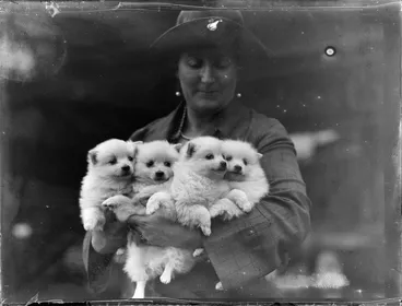 Image: Samoyed dogs