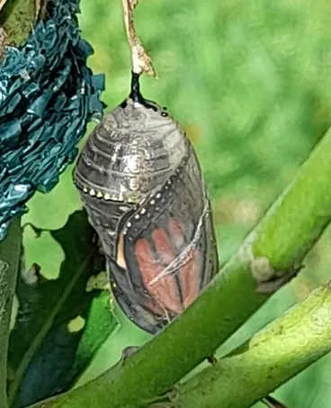 Monarch Image: Monarch