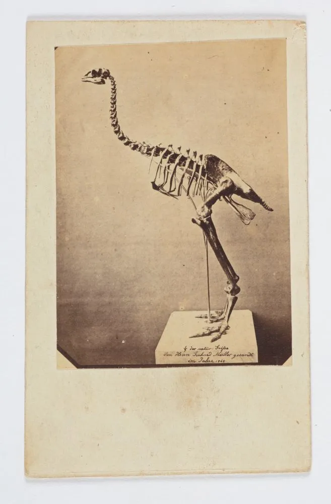 Bird skeleton (moa?), 1/9 life size. Sent by Gerhard Miller, 1864