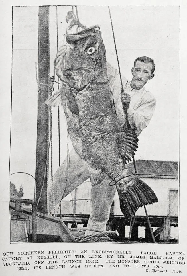 Our northern fisheries: an exceptionally large hapuka caught at Russell, on the line by Mr James Malcolm of Auckland, off the launch Ione