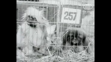 Image: THE OFFICIAL FILMS OF "THE ROYAL SHOW" AUCKLAND, NOVEMBER 1926