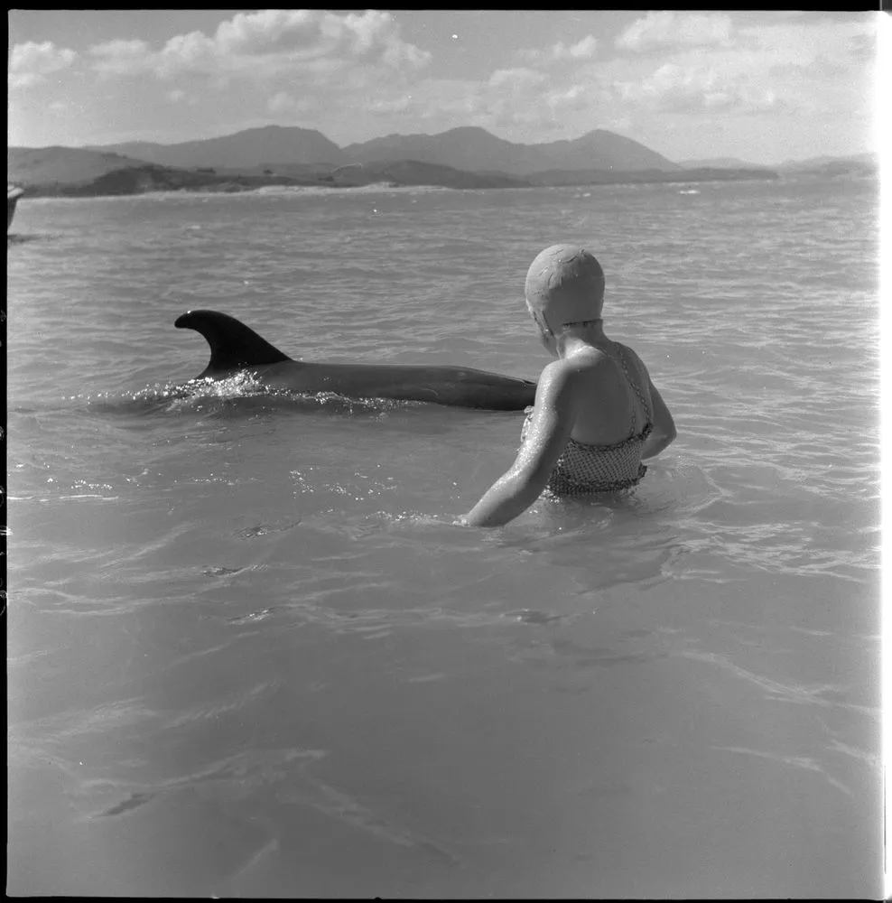 Opo the dolphin, Opononi