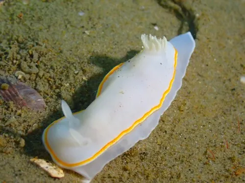 Goniobranchus aureomarginatus