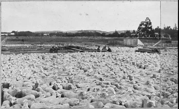 Image: Feilding Saleyards
