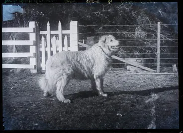 Image: Glass Plate Negative: Dog (copy)