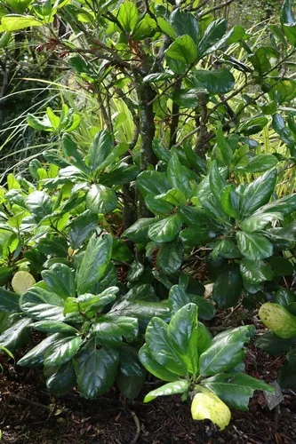 Pennantia baylisiana