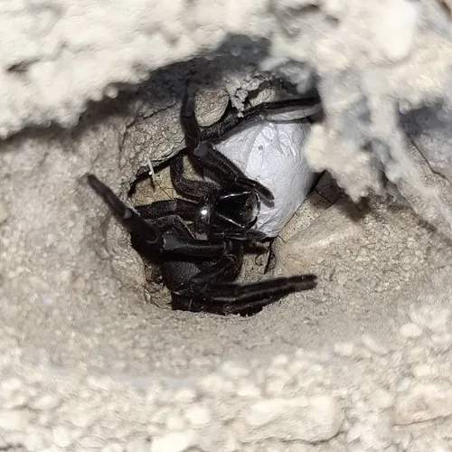 Large Brown Vagrant Spider