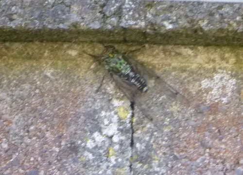 Chorus Cicada