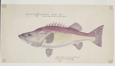 Image: Polyprion oxygeneios (Hapuka or Groper)