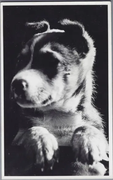 Image: Puppy looking over fence