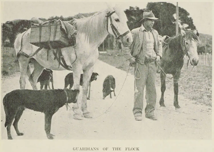 A drover with his horses and dogs near Tokomaru Bay