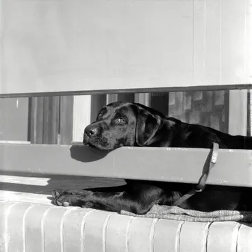 Image: Unidentified black Labrador retriever; Revelle Jackson's?