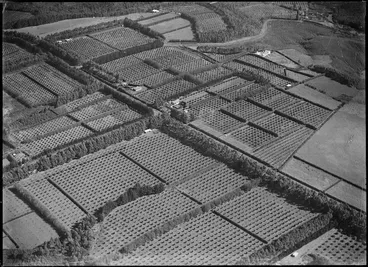Image: Orange farm, Kerikeri