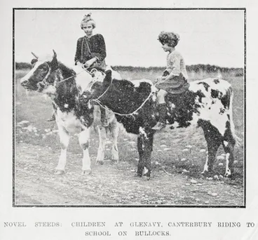Image: Novel steeds: children at Glenavy, Canterbury riding to school on bullocks