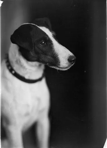 Image: Mathews, Fox Terrier