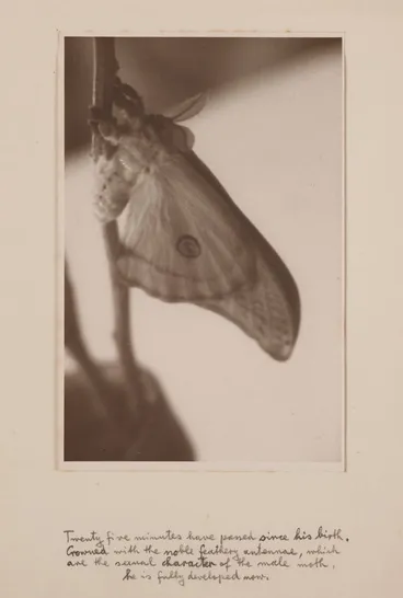 Image: [Hatching moth]. From the portfolio: Birth of a Beauty: The Hatching of the Emperor Gum Moth Antheraea eucalypti