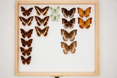 Charaxes cynthia