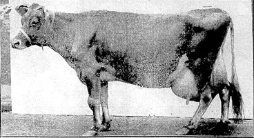 Image: CHAMPION JERSEY COW.—Lady Spotted Peark a Jersey cow tohose owner claims a world's record for her breed in any public butler test by giving a one-day test on 19th October of 67.411b. /_f gallons) of milk, ivhich made 4lb. 2oz. of butter. For two years in succession Lady Spotted Pearl, owned by Mr. R. C. Berkley, of Worcester, England, has won the National Milk and the National Butter Cliallenge Cups, and is the holder of the British Dairy Farmers' Supreme Individual Championship Challenge Trophy. (Evening Post, 26 November 1931)