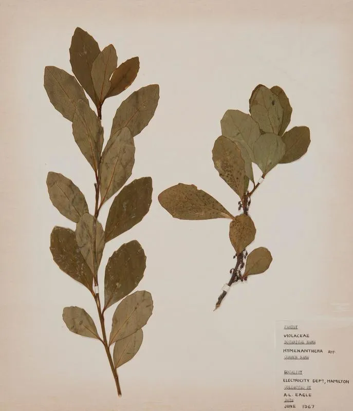 Coastal mahoe (Melicytus novae-zelandiae)