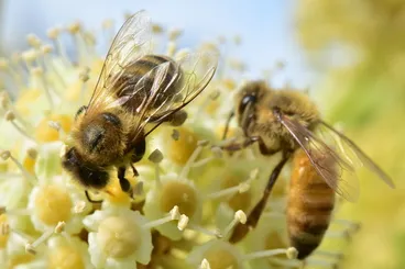 Image: Western Honey Bee