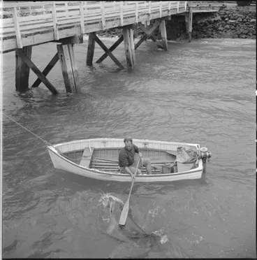 Image: Opo the dolphin, Opononi