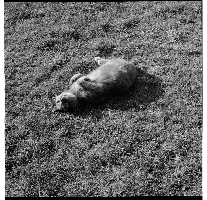Ans Westra and her daughter, Lisa van Hulst at their home in Karori, Wellington
