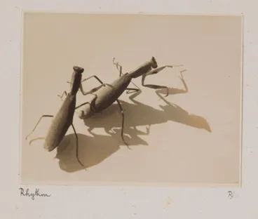 Image: Rhythm. From the portfolio: Untitled (insects)