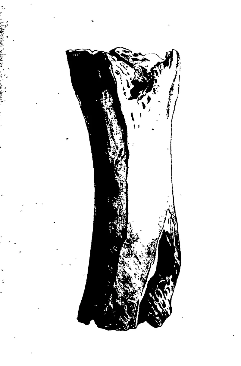 THIGH BONE OF A MOA.  This is the historical fragment of a thigh bone from which Sir Riohard Owen made the moa known to science. It is six inches long and three inches wid©. It is one of the most interesting specimens in the ornithological department of the British Museum.  THE STORY OP A FRAGMENT: HOW THE MOA WAS DISCOVERED (Otago Witness, 06 November 1907)