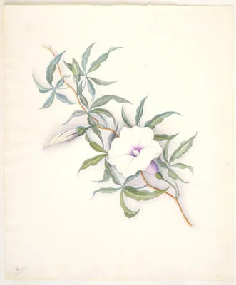 Powhiwhi or purple morning glory – Ipomoea palmata